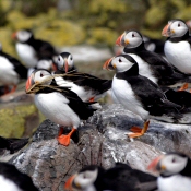 Puffins